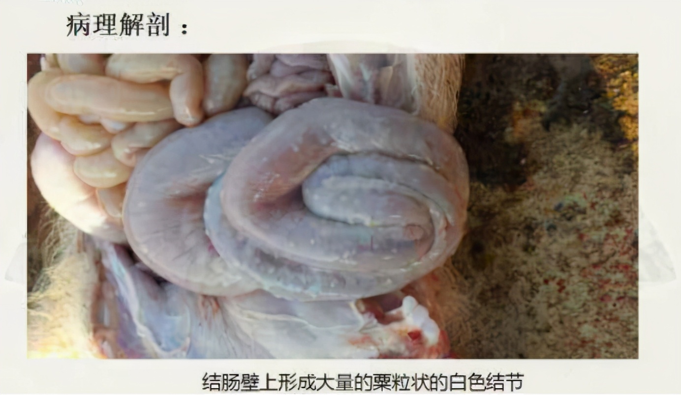 猪寄生虫指南,猪囊虫病怎么诊断