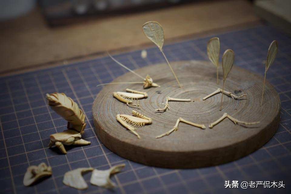 昆虫标本树脂竹节虫,昆虫标本制作竹节虫