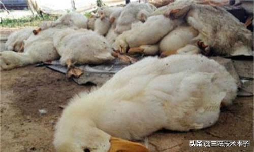 有鸡瘟咋办,鸭瘟鸡瘟最快的解决方法