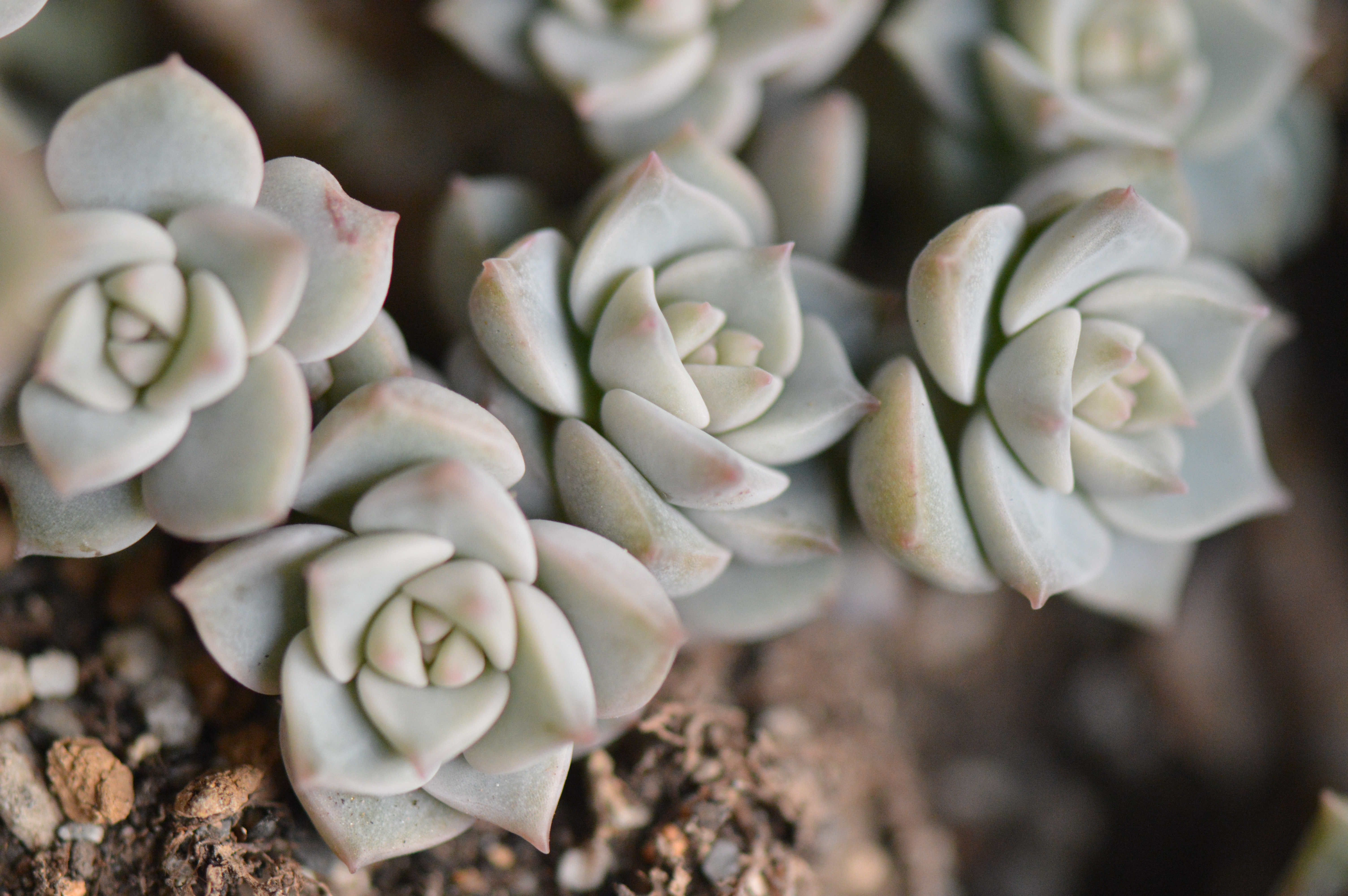 清欢养肉｜优生优育的白牡丹，让你从几片叶子跻身多肉大户