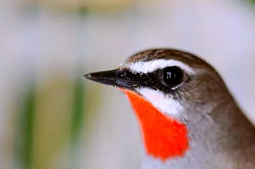 红靛颏和蓝靛颏哪种叫声好听,正宗红靛颏鸟