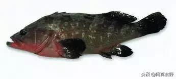 便宜常见海鲜鱼有哪些,各种名贵鱼的种类