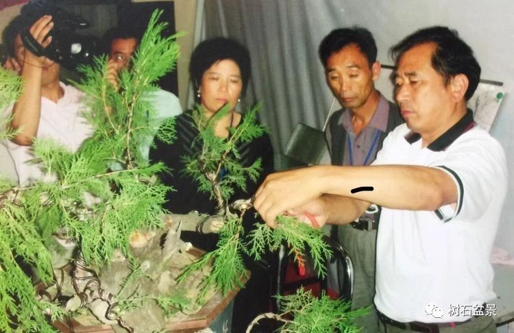 金艳盆景精品欣赏,幸得一知己