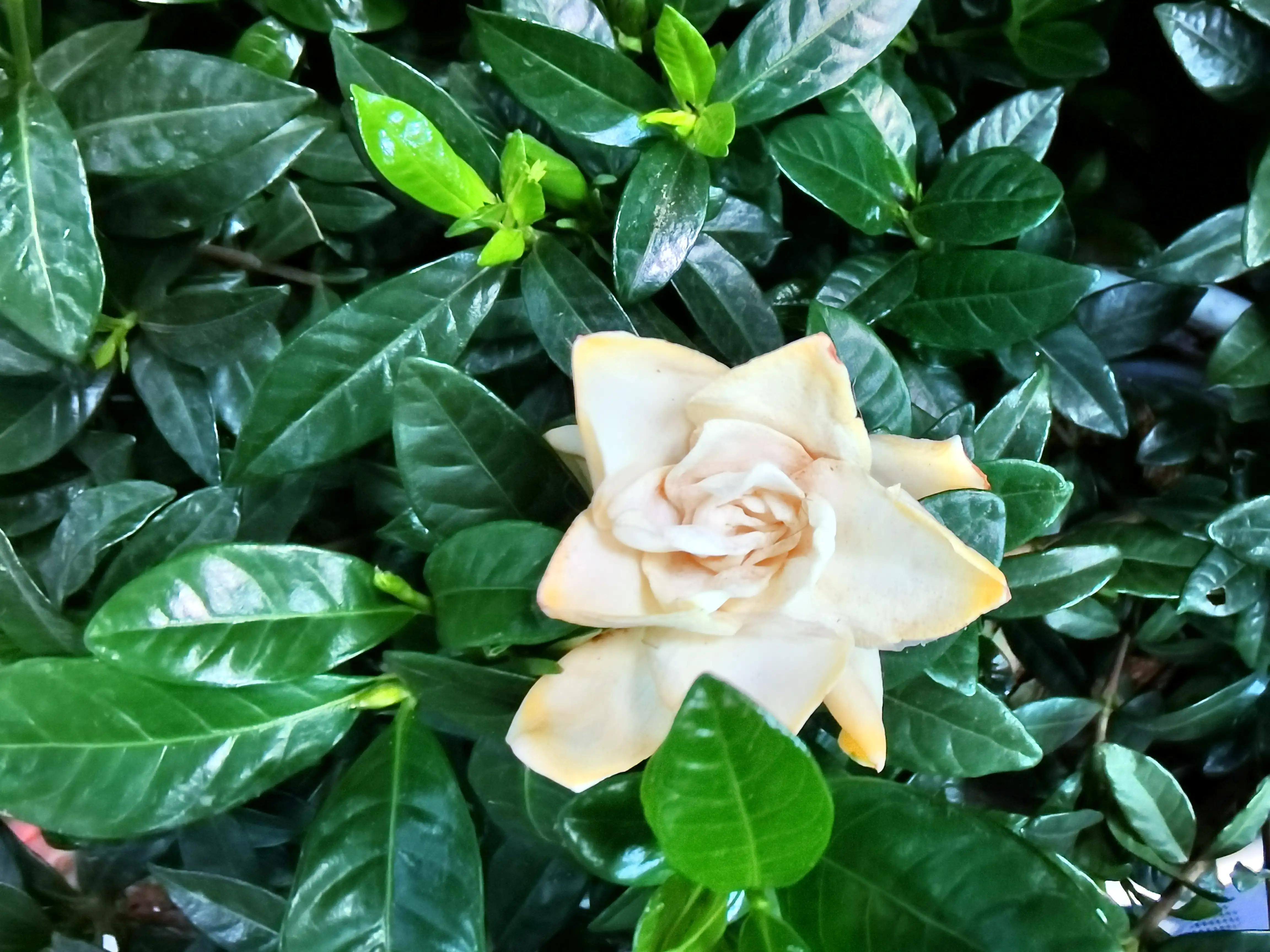 沈阳花卉市场搬哪去了,沈阳花卉市场批发各种绿植