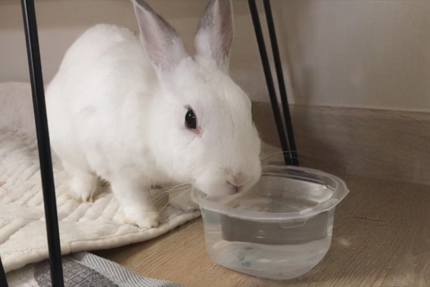 兔子拉稀该如何处理好,兔子拉稀喂蒙脱石散