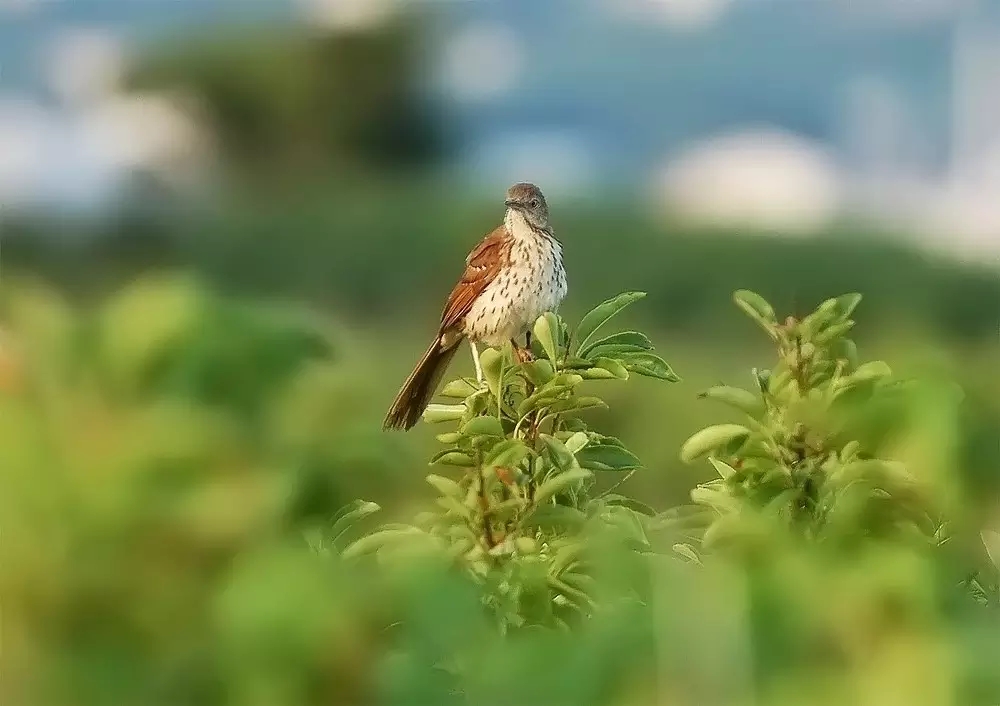 芒种种出新希望,芒种和幸福播种