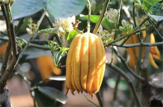 种植佛手瓜苗怎么做到苗多苗嫩长,佛手瓜今年种植明年是否还能结瓜