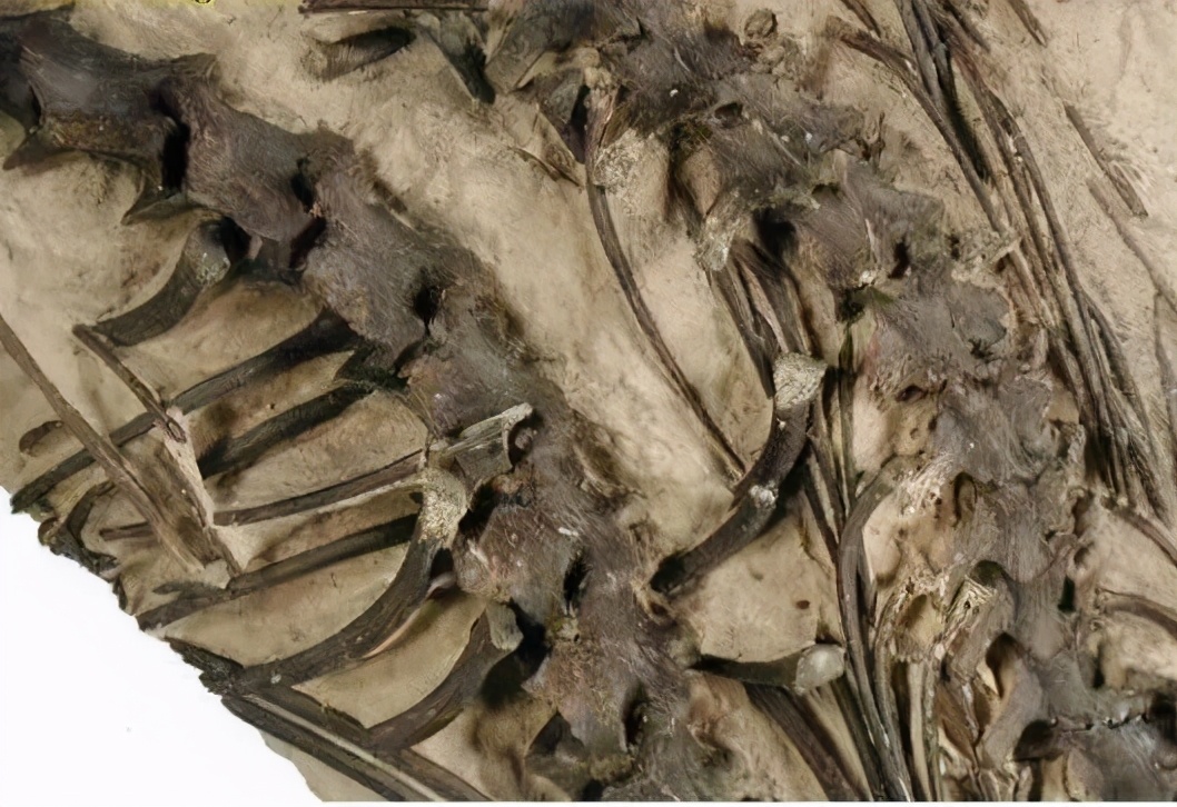 提着蛇尾用力一抖，能抖散蛇骨架吗？捕蛇生手不要去试