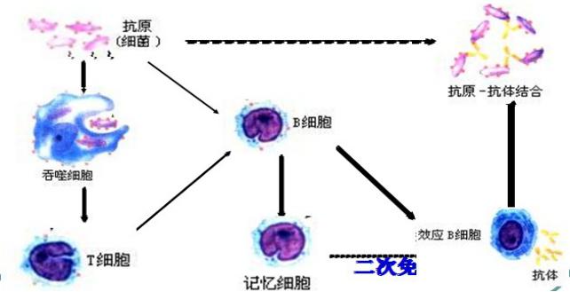 免疫力高才有症状吧,是不是免疫力就会提高很多