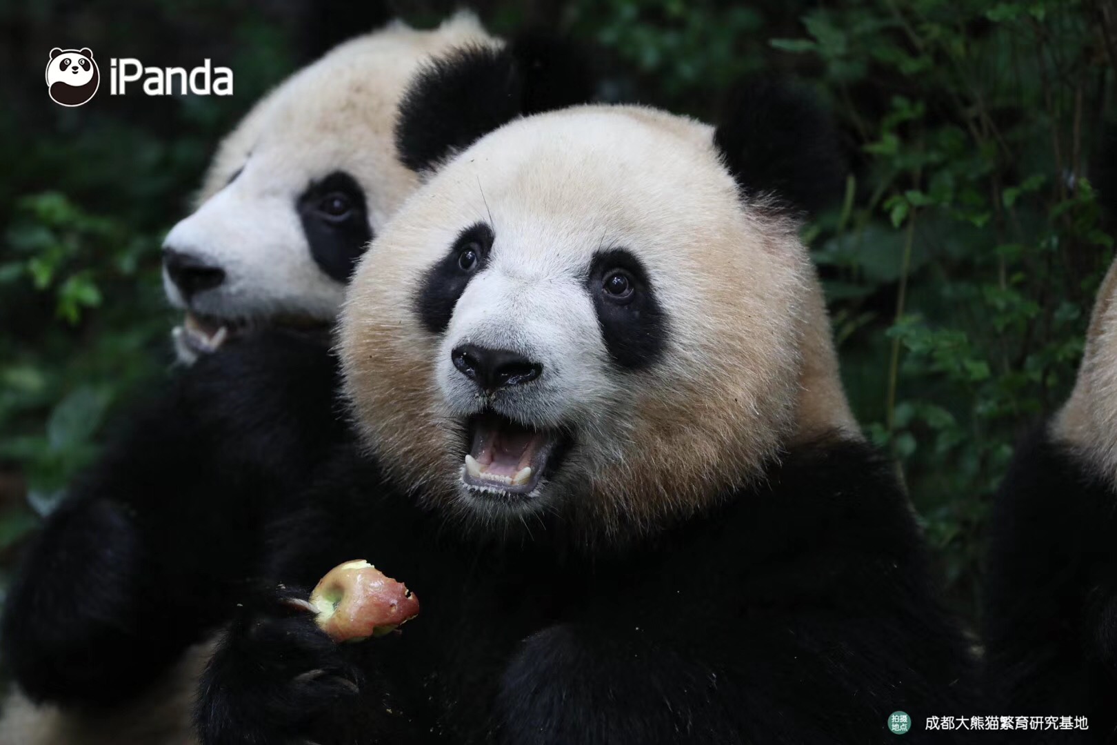 好看的熊头像,好看的熊娃娃