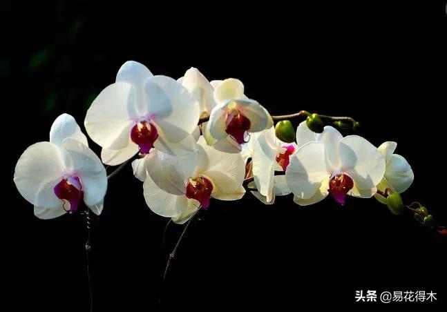 兰花国家级濒危珍稀物种布袋兰,国家保护植物兰花品种介绍