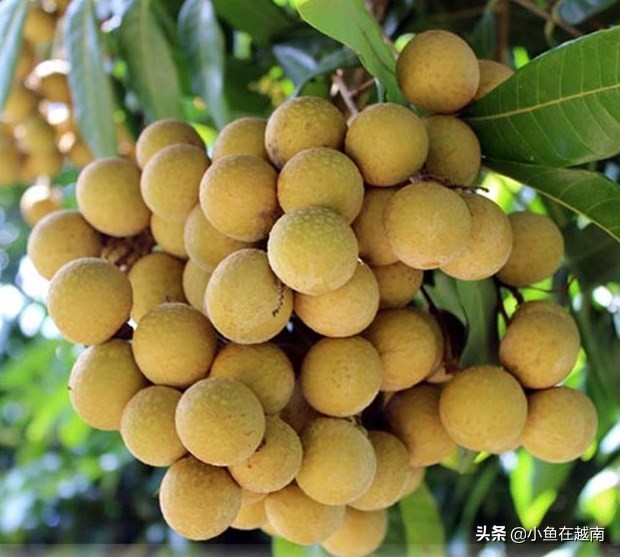 《走进越南》060期：越南山萝省，特产水果销往全球多个高端市场