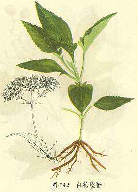 中药材败酱草图片大全,中药材败酱草的形状特征