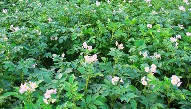 马铃薯产量不理想?照着几点来控旺,产量提高三、四成!