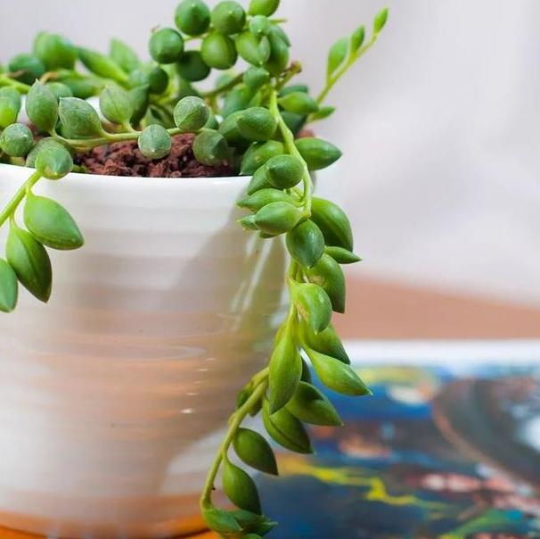 情人泪盆栽怎么养,情人泪吊兰怎么样浇水才合适