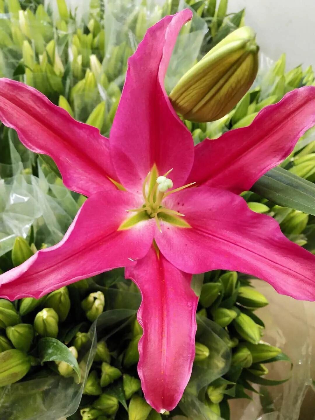 香水百合鲜切花云南鲜花基地,什么颜色的百合最好养活