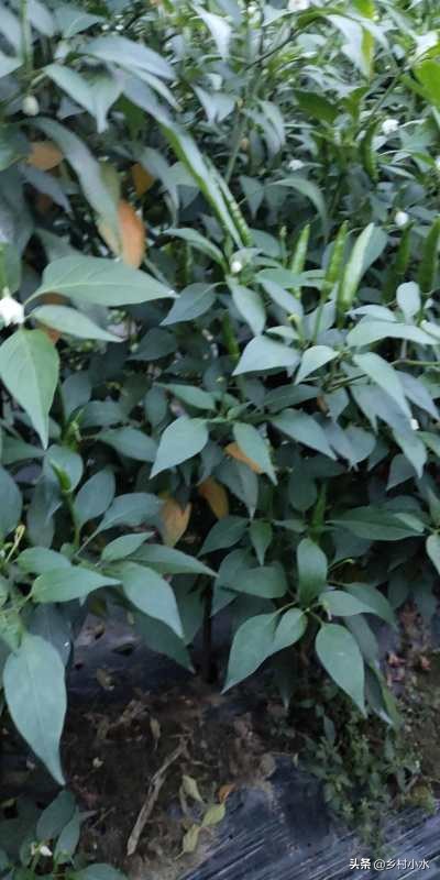 辣椒结辣椒后慢慢变黄了,辣椒叶片发白怎么治