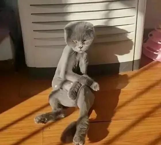 主人嫌猫咪太掉毛把毛剃了,主人以为橘猫很胖结果喂得少