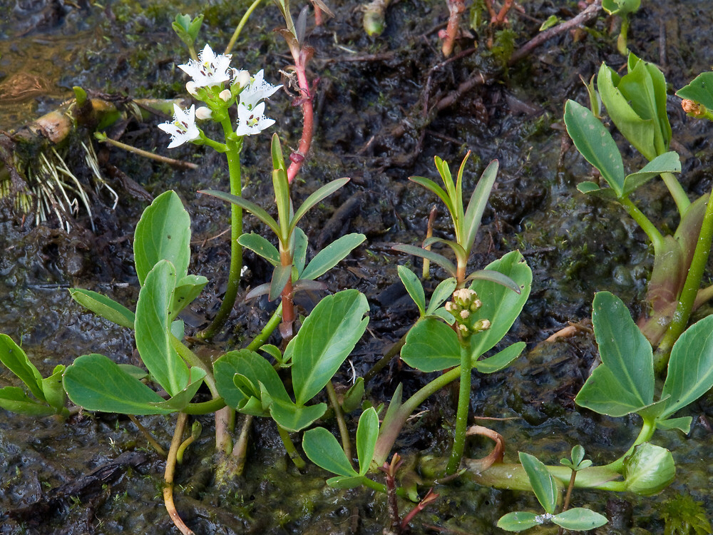 睡菜是什么,中药材灰菜