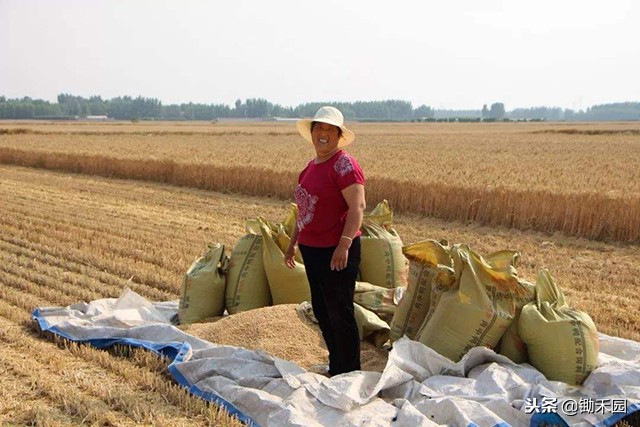 农民把玉米芯变废为宝,农作物秸秆就能变废为宝