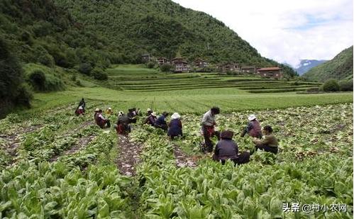 乡村创业能做些什么项目,适合女人在农村干的18个创业项目