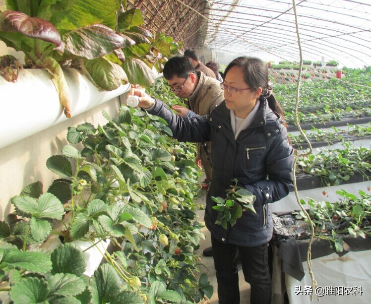 红蜘蛛的治疗与预防,红蜘蛛用什么办法最有效