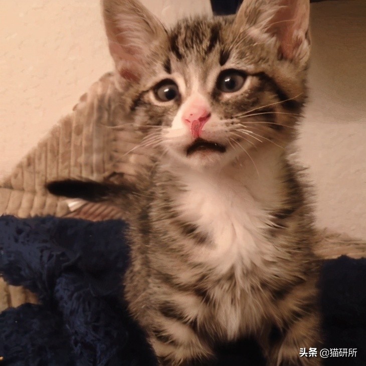 猫咪斗鸡眼是什么意思,猫咪斗鸡眼困倦不爱动微微颤抖