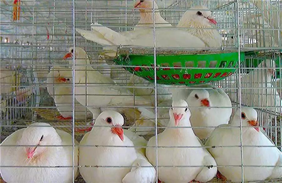 如何养鸽子让鸽子繁殖更快,养鸽子技术鸽子打虫