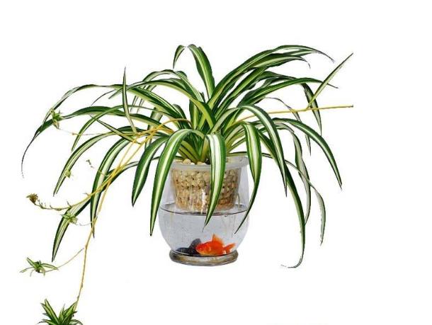 水培花卉里养什么鱼,水培盆栽里养什么鱼好看