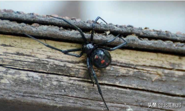 加拿大最危险五大动物,全球十大危险有毒动物
