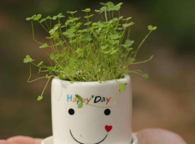 万能药片盆栽,养盆栽的小妙招