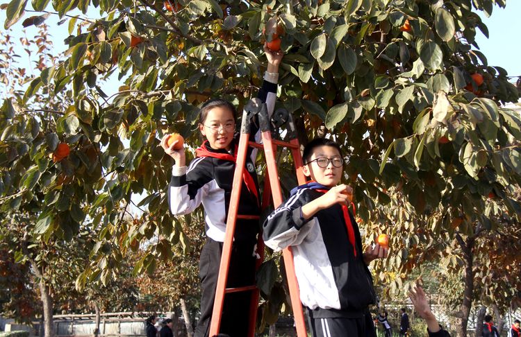 昌乐齐都实验学校：举行第四届“柿子熟了”采摘节活动