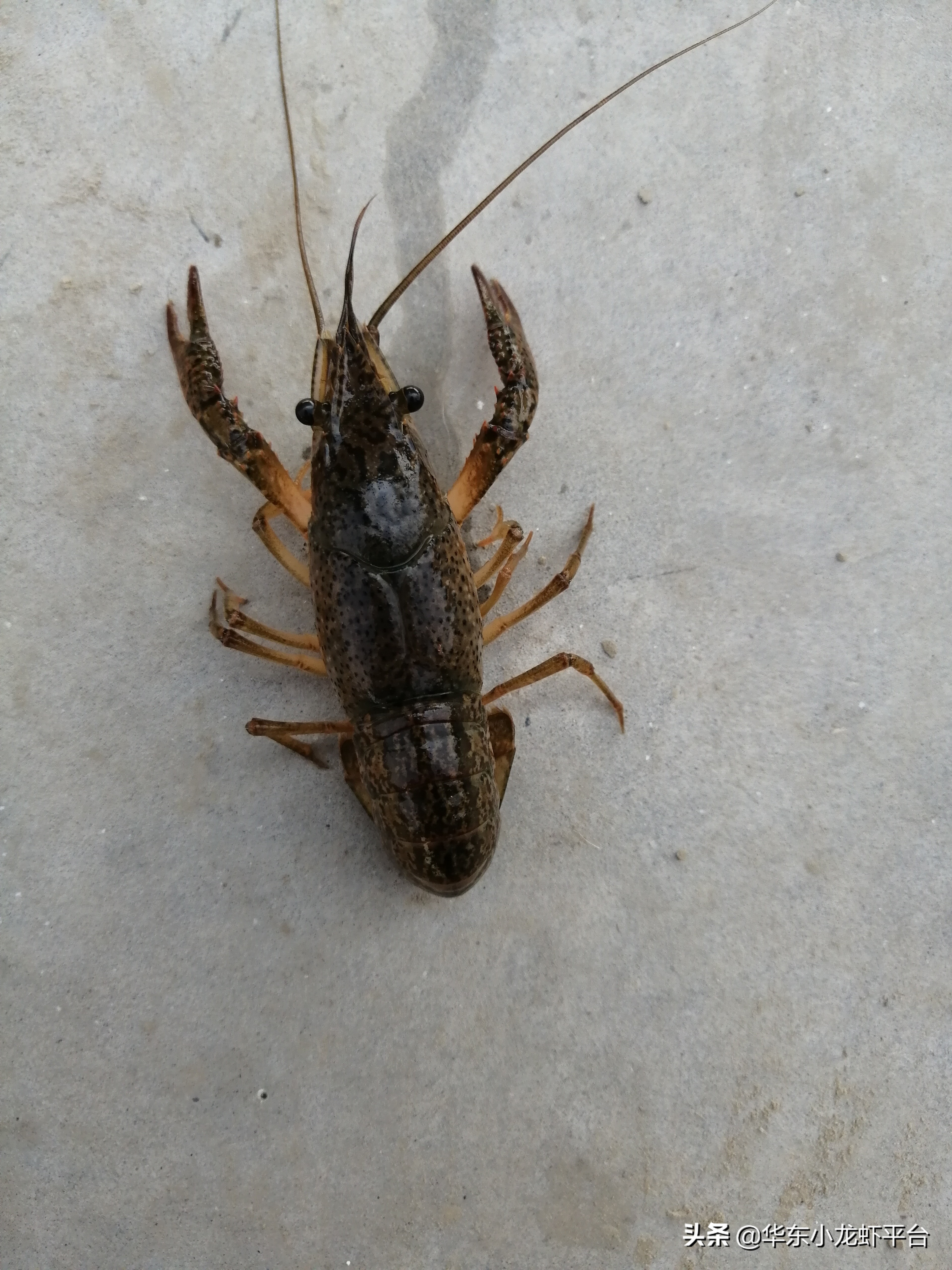 池塘养殖小龙虾高产技术要求,小龙虾养殖塘口全年养殖过程