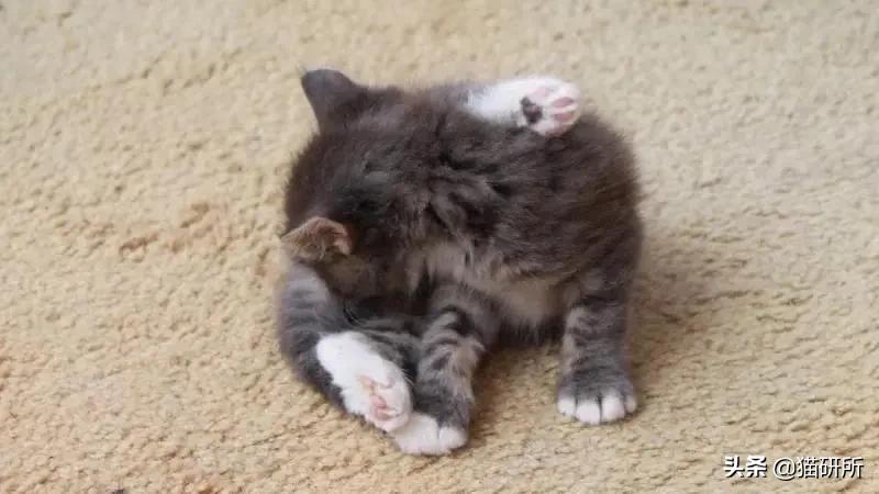 驱虫药怎么选？10个基础问题答疑