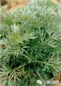 中药图片大全名称,中药图片大全带药名高清