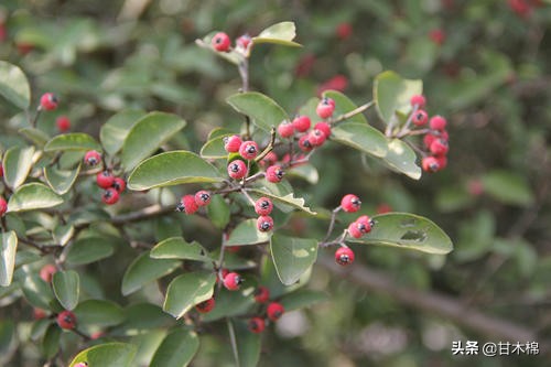 童年野果子,儿时的野果子总让人回味无穷