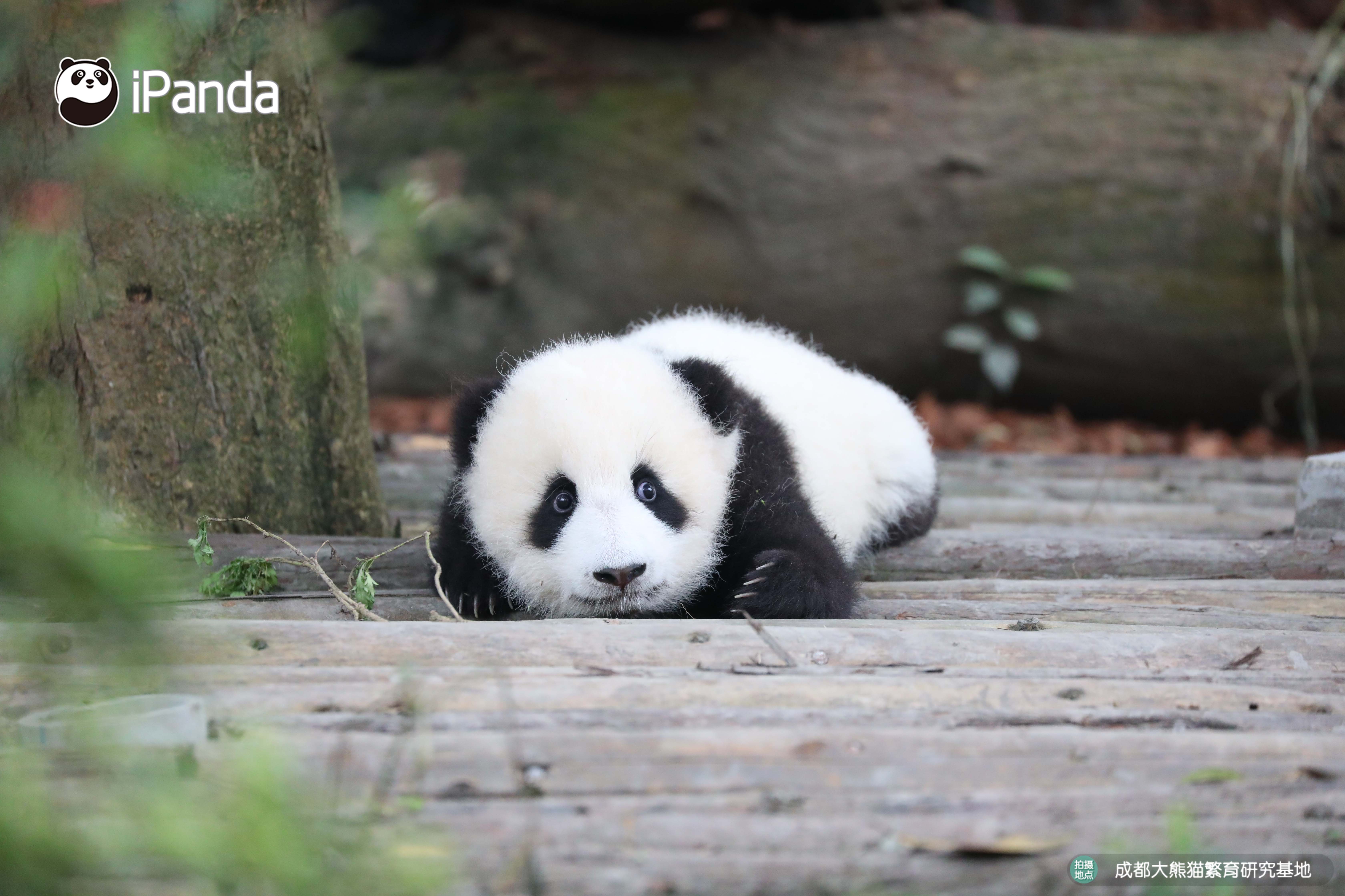 好看的熊头像,好看的熊娃娃