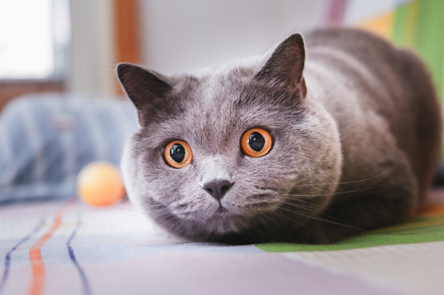 eos200d第一代拍照,eos200dii视频