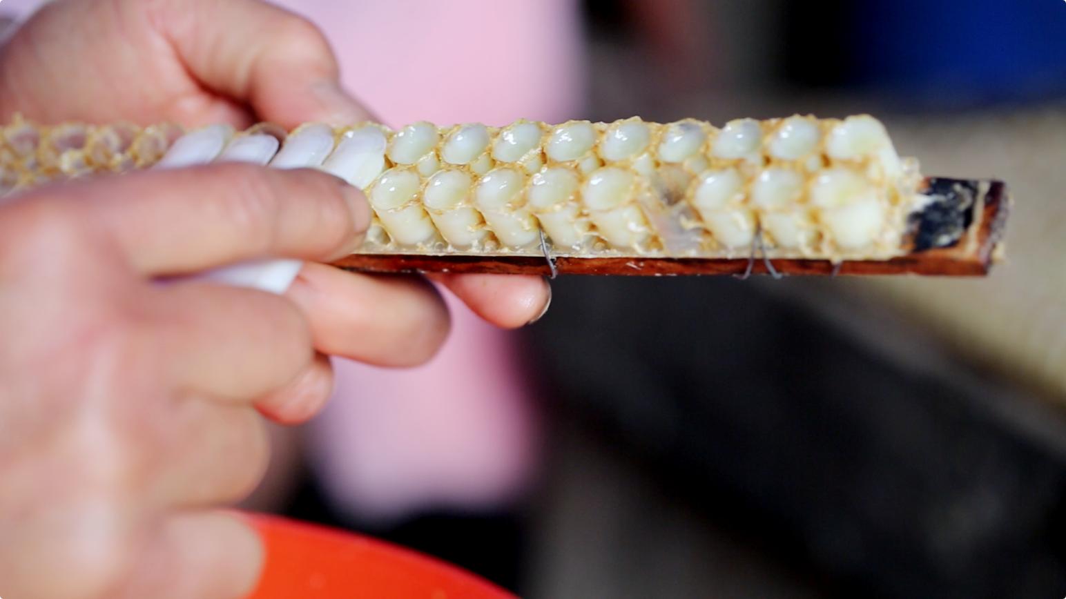 增强免疫力吃蜂王浆好还是蜂胶好,蜂王浆是提高免疫力最好的补品吗