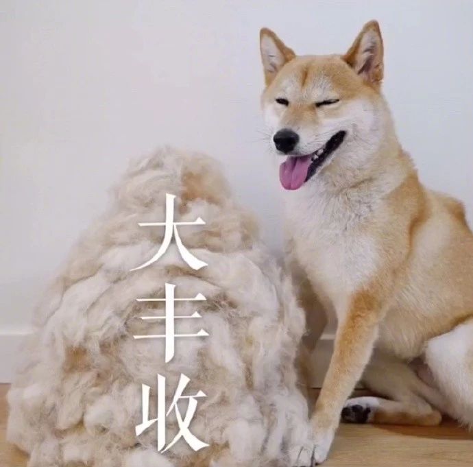 猫砂丢干垃圾还是湿垃圾,猫砂和猫屎可以扔垃圾桶吗