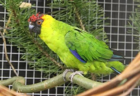 红头绿身鹦鹉蓝翅膀的鹦鹉,天生红眼的鹦鹉叫什么品种
