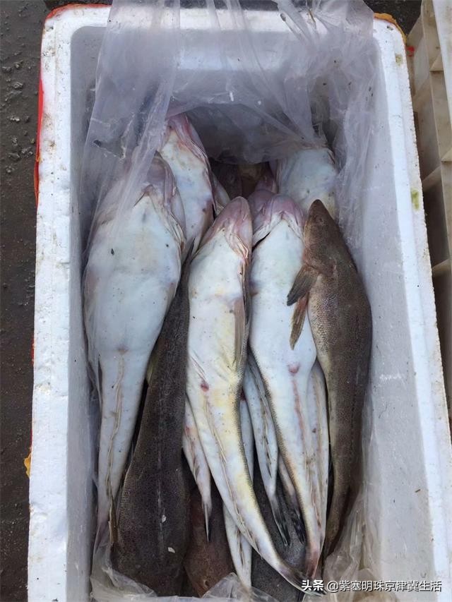 海边可以赶海吃住玩一体的农家院,秦皇岛黄金海岸牧海农家院