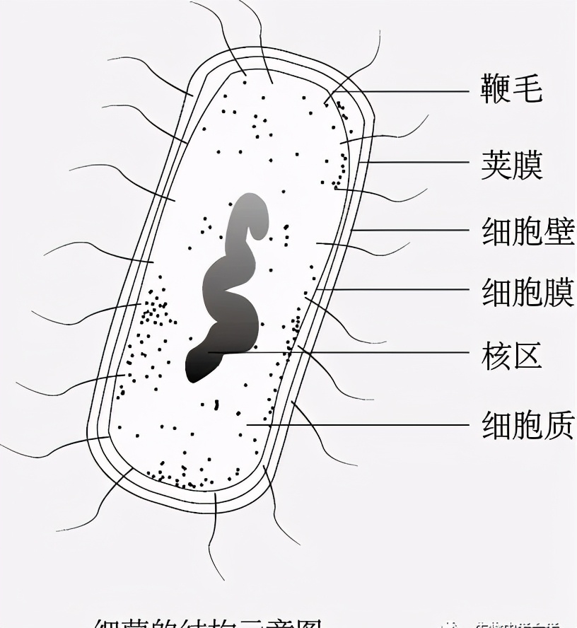 济南版八年级上册生物知识点归纳,八年级上册生物期末必考的知识点