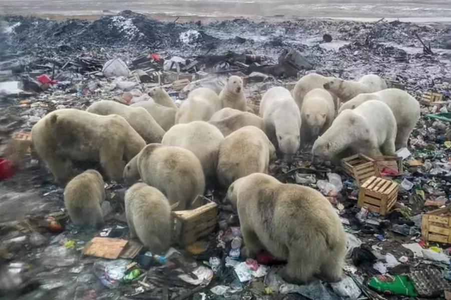 别忘了这份垃圾分类攻略,请收下这份垃圾分类攻略