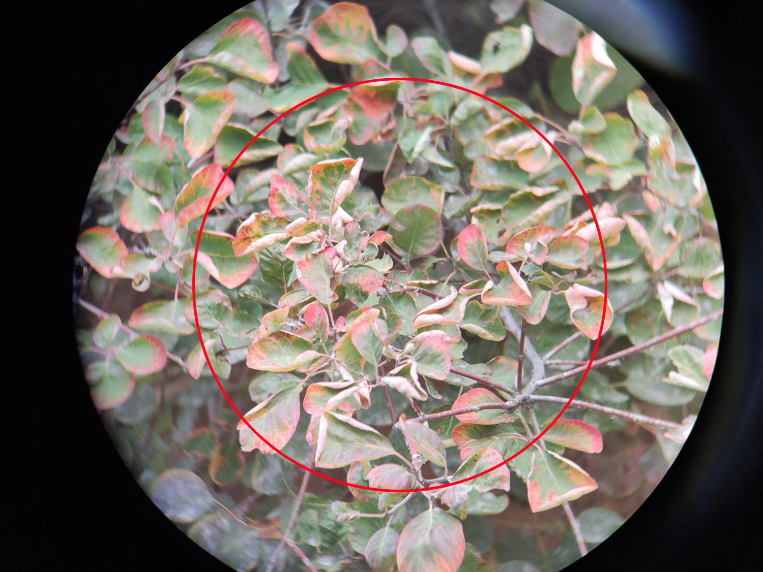 星特朗望远镜高倍高清夜视专业级,星特朗望远镜4mm非球面目镜