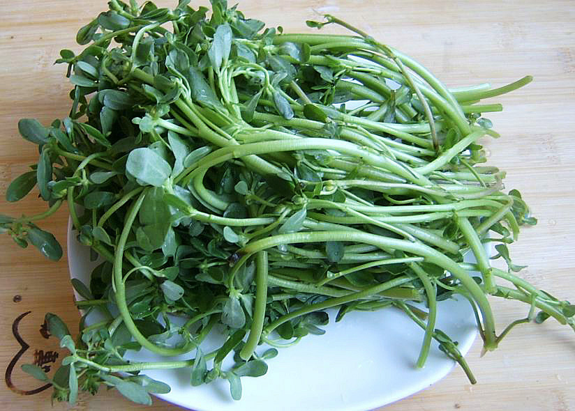 马齿苋是什么野草,马齿苋是农田里常见的野菜