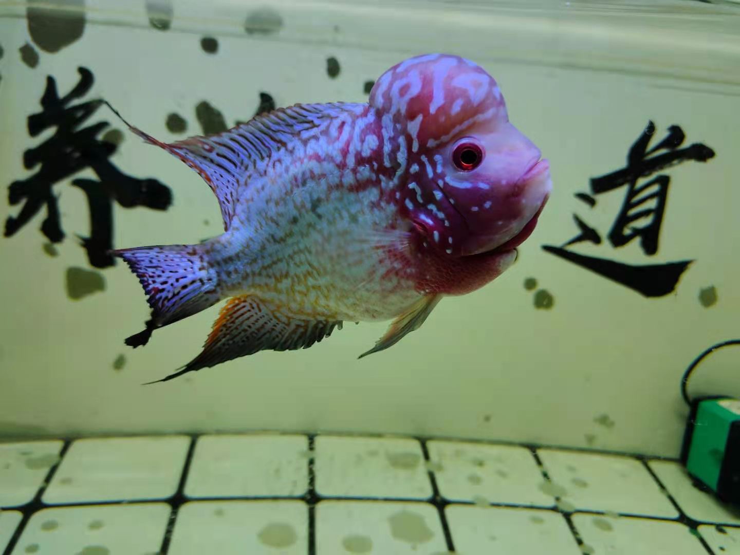 翻鳃手术,观赏鱼鱼鳃反了是怎么回事