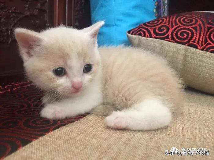 如何看出猫咪年龄有多大,怎么看出猫咪的年龄多大