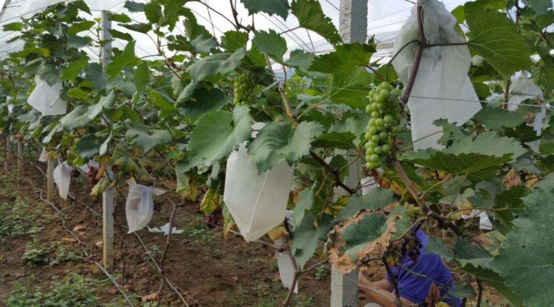 水果套袋和不套袋有什么区别,种植水果套袋的危害有多大