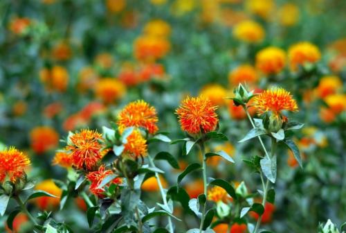 红花是什么样的药材,开红花的植物有哪些